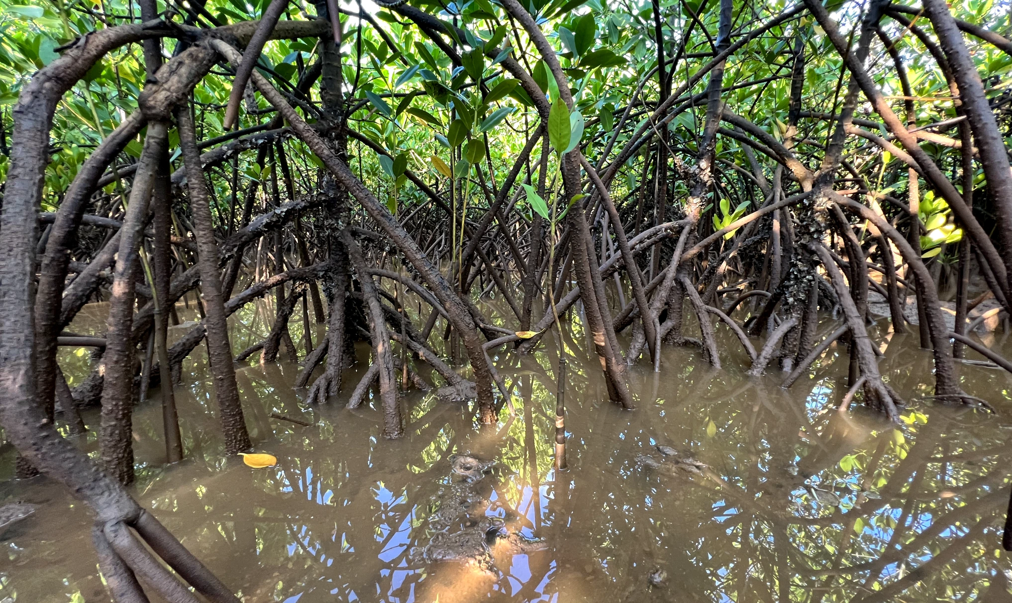 Earth Broadband - Our Mission